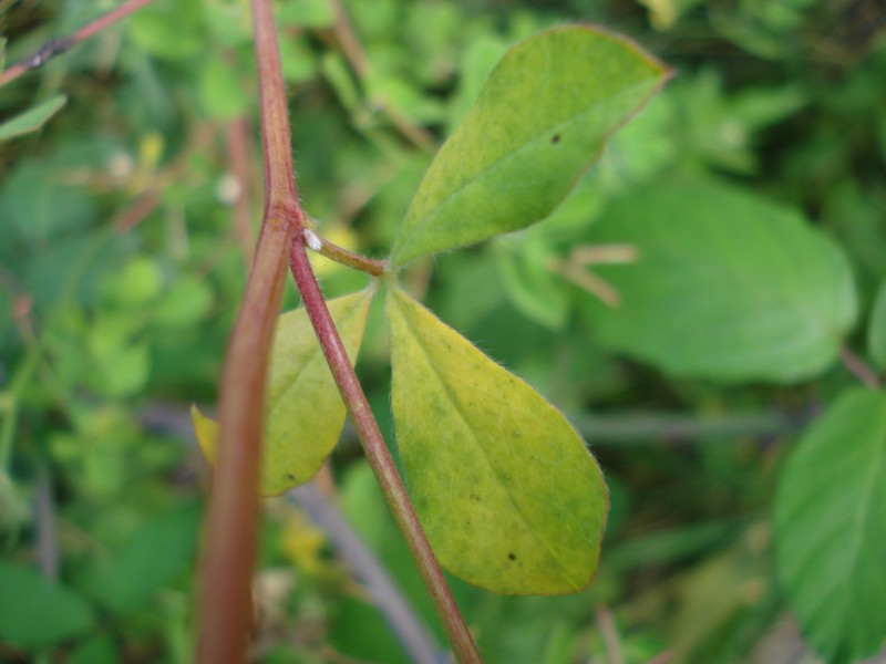 Lotus rectus (=Dorycnium rectum) / Trifoglino palustre